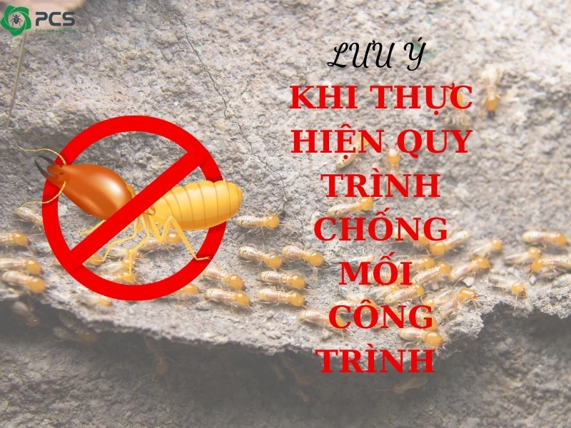 Quy trình chống mối công trình xây dựng